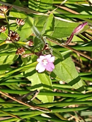 photo of Hoary Willowherb