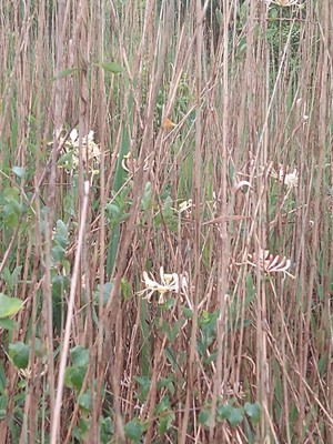 photo of Honeysuckle