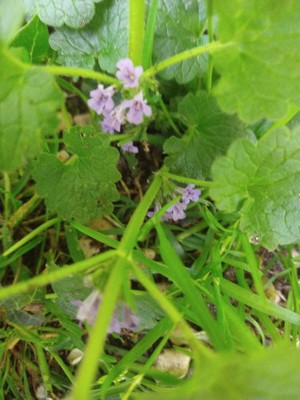 photo of Ground Ivy