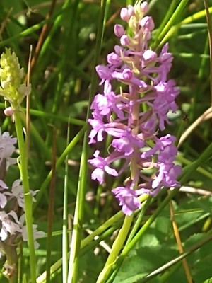 photo of Marsh Fragrant Orchid