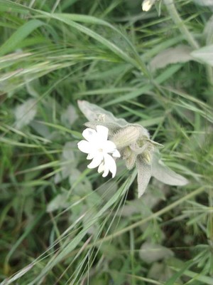 photo of White Campion