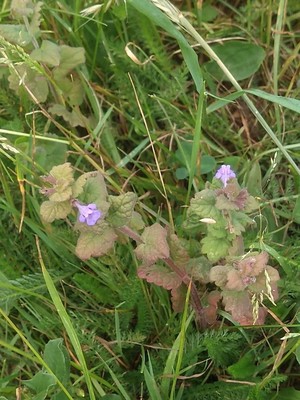 photo of Ground Ivy