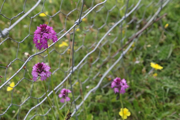 photo of Pyramidal Orchid