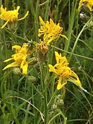 photo of Rough Hawk's Beard