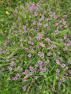 photo of Wild Thyme