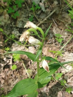 photo of White Helleborine