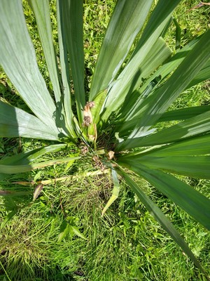 photo of Yellow Iris