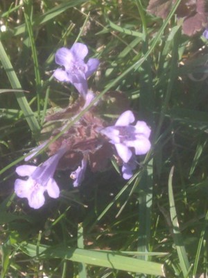 photo of Ground Ivy
