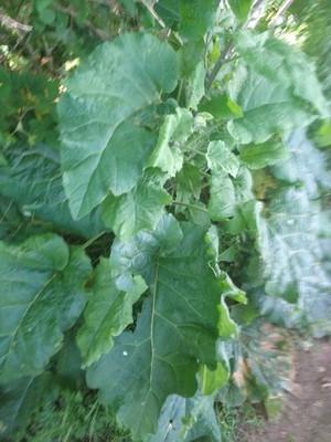 photo of Great Burdock