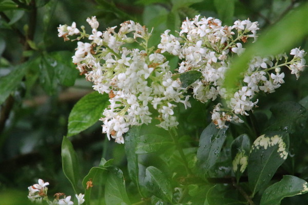 photo of Wild Privet