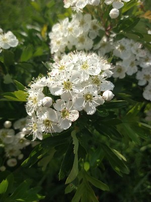 photo of Hawthorn