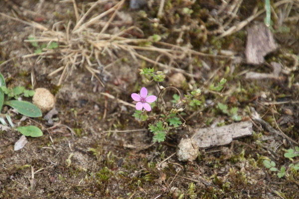 photo of Common Stork's Bill