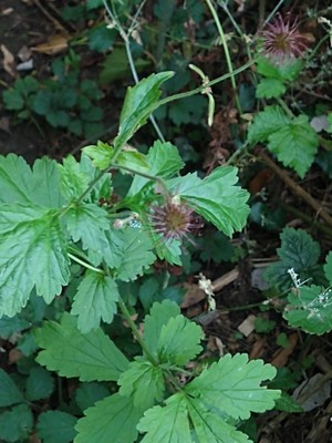 photo of Wood Avens