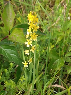 photo of Agrimony