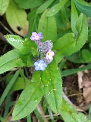 photo of Field Forget Me Not