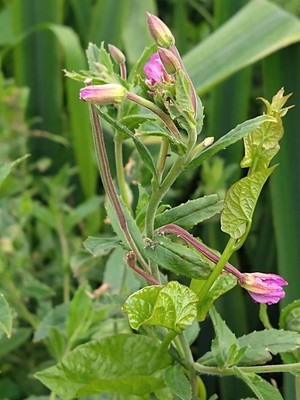photo of Great Willowherb