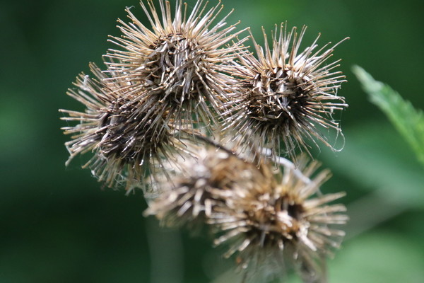 photo of Small Teasel
