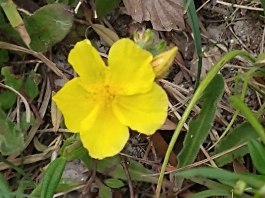 photo of Common Rockrose