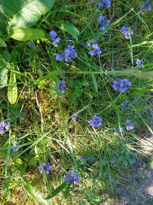 photo of Common Milkwort