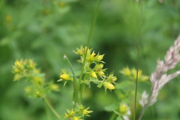 photo of Square Stalked St John's Wort
