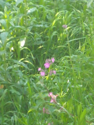 photo of Red Campion
