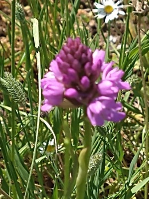photo of Pyramidal Orchid
