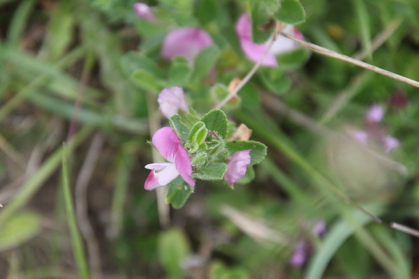 photo of Spiny Restharrow