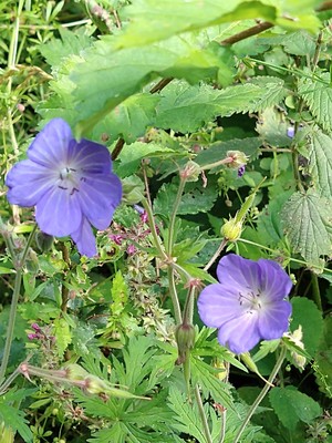 photo of Meadow Crane's Bill