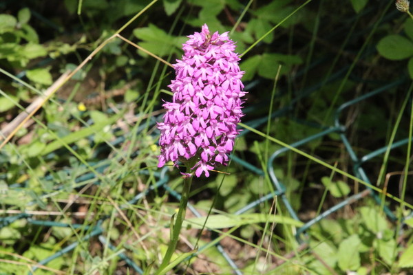 photo of Pyramidal Orchid