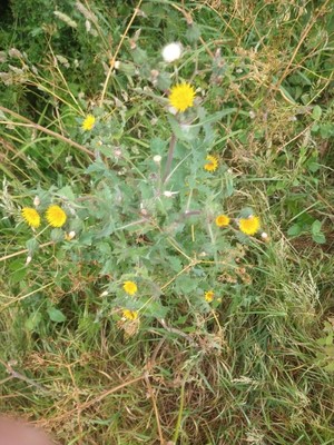 photo of Prickly Sow Thistle