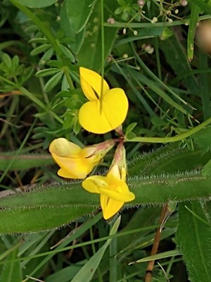 photo of Bird's Foot Trefoil