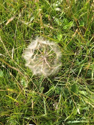 photo of Goat's Beard