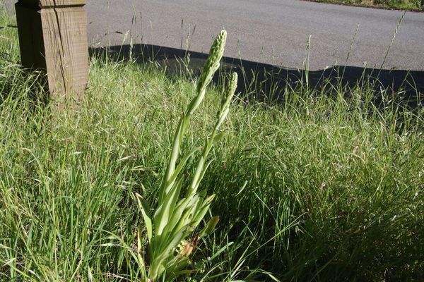 photo of Lizard Orchid