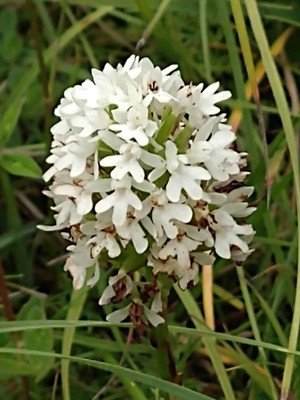 photo of Pyramidal Orchid