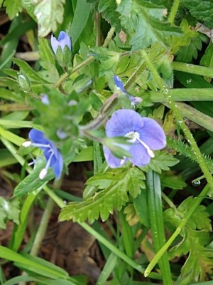 photo of Germander Speedwell
