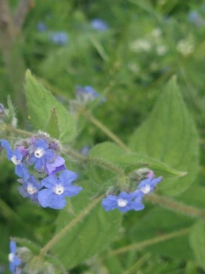 photo of Green Alkanet