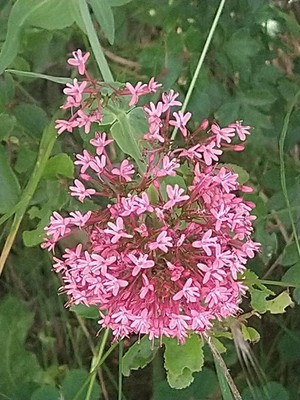 photo of Red Valerian