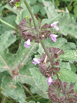 photo of Black Horehound