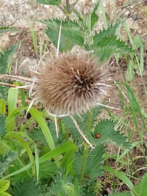 photo of Teasel