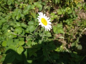 photo of Oxeye Daisy