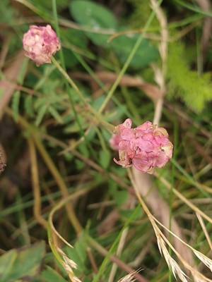 photo of Salad Burnet
