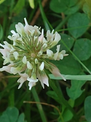 photo of White Clover