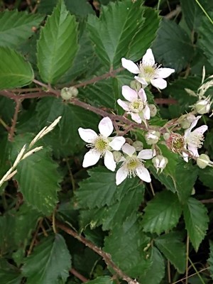 photo of Himalayan Blackberry