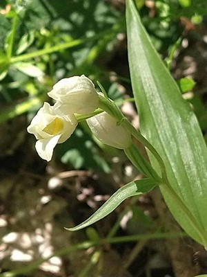 photo of White Helleborine