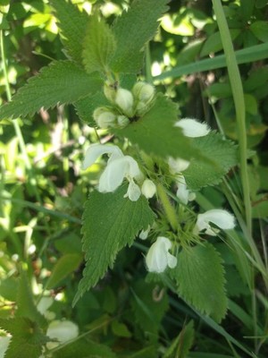 photo of White Dead Nettle