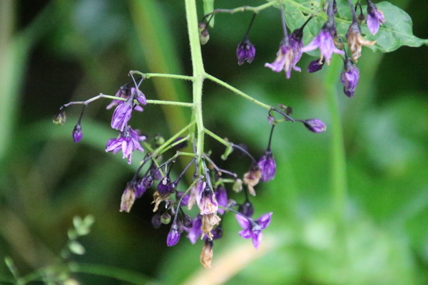 photo of Bittersweet