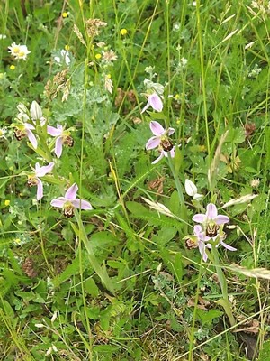 photo of Bee Orchid