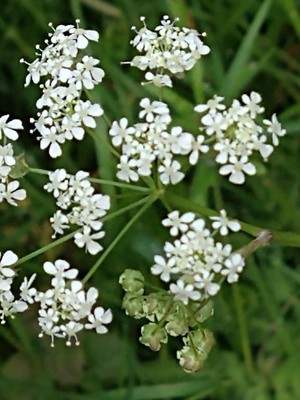 photo of Cow Parsley