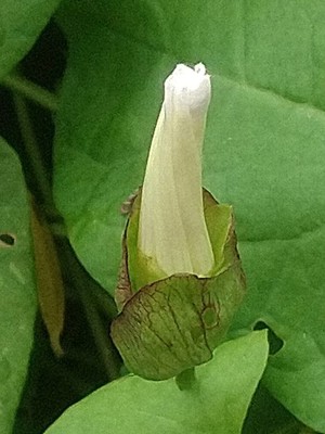 photo of Hedge Bindweed