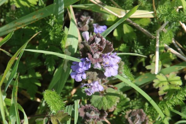photo of Ground Ivy